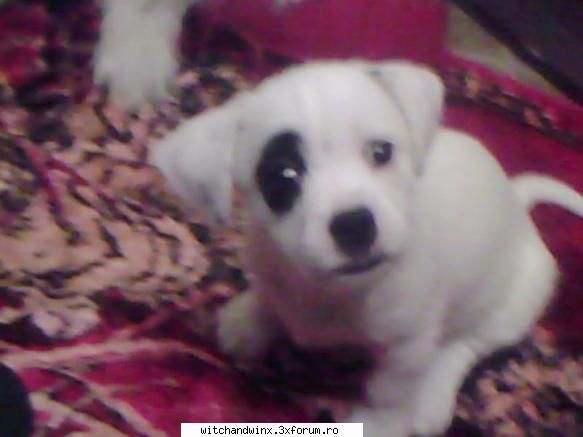 Animalele noastre ! - ***HayLin*** - Diverse
