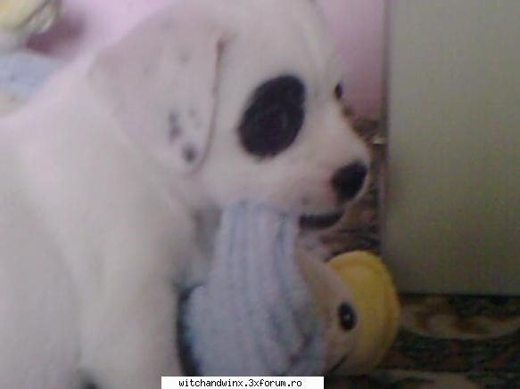 Animalele noastre ! - ***HayLin*** - Diverse