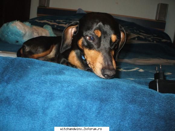 Fotografii - el e catelul meu - Fotografii