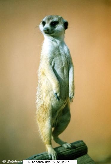 Suricate - Aici punem poze cu suricate - Animale