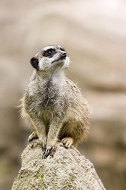 Suricate - Suricata (mangusta cu 4 degete) (denumirea - Animale