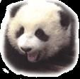 Urs panda roşu - nu am rosii numai panda - Animale