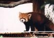 Urs panda roşu - Aici punem poze cu urşi panda roşii - Animale