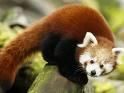 Urs panda roşu - Panda roşu este o rudă de dimensiunea - Animale