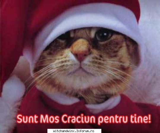poze amuzante - iepuras - Bancuri,glume,poezii glumeţe