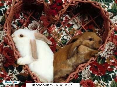 poze cu iepurasisi - aici punem poze cu iepurasi - Animale