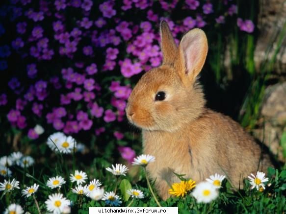 poze cu iepurasisi - aici punem poze cu iepurasi - Animale