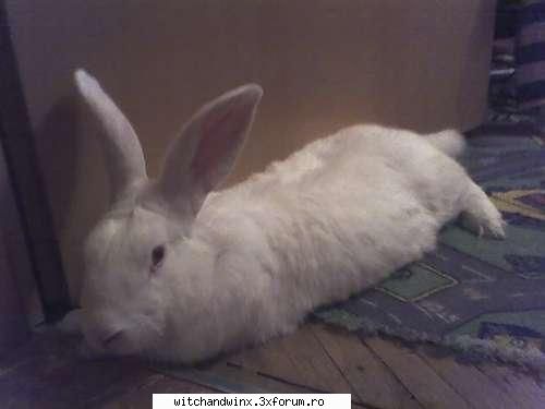 poze cu iepurasisi - cornelia_stela - Animale