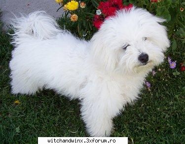 teas ruga sa... - Te-as ruga sa vi pe noul meu forum dedicat 100% - Sugestii